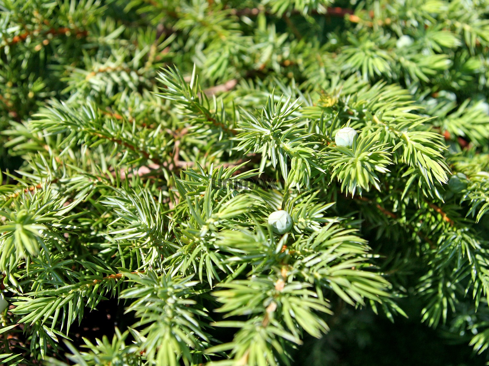 Можжевельник прибрежный Шлягер, Juniperus conferta Schlager - Фото №3